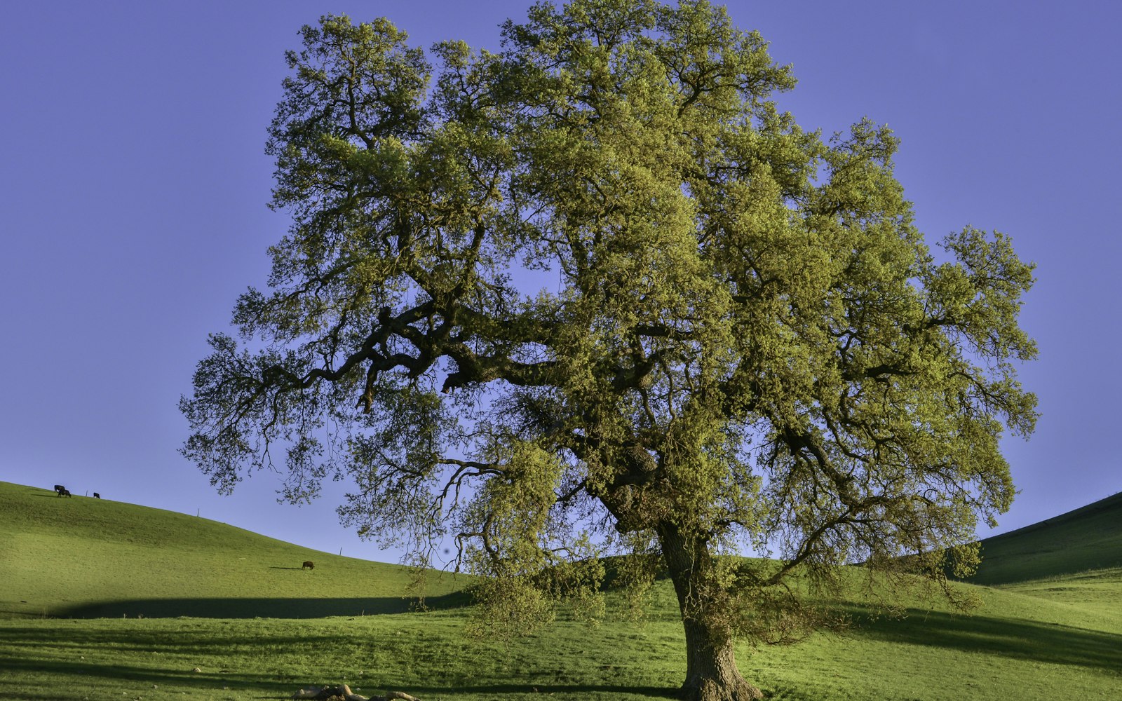 Auburn, Placer County