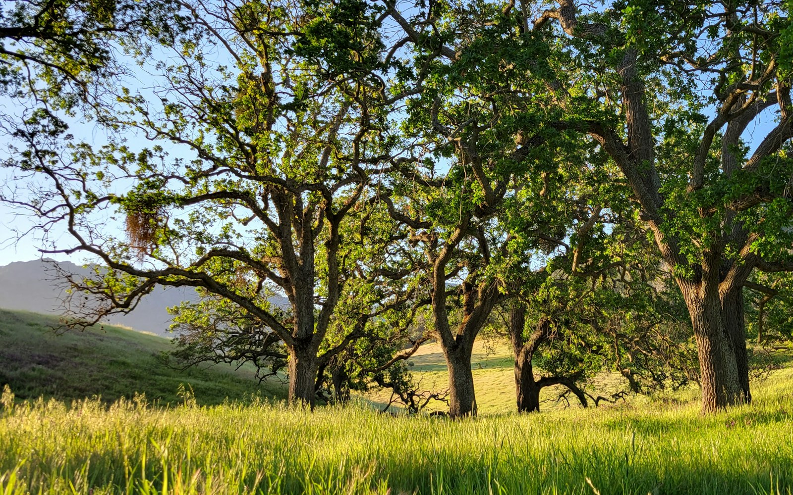 Cameron Park, El Dorado County